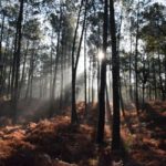 Landes-hors-saison-forêt